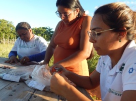 Projeto Reflorescer capacita mulheres viveiristas e promove sustentabilidade ambiental