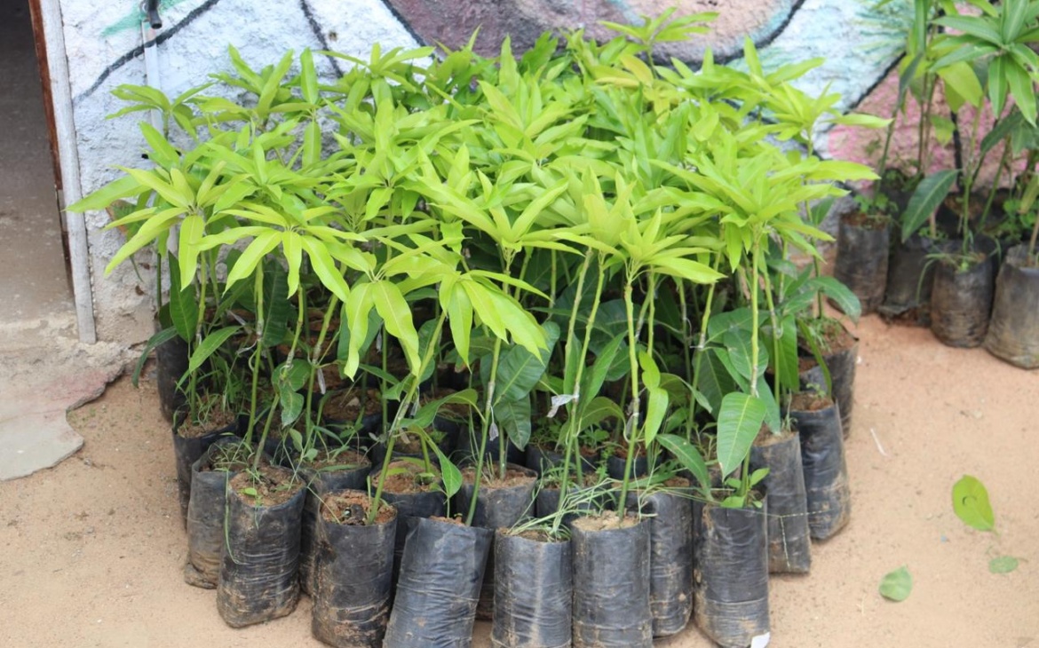 Projeto Vale Sustentável entrega 476 mudas e fortalece quintais produtivos em comunidade quilombola de Ipanguaçu/RN