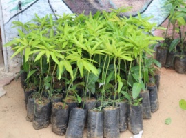 Projeto Vale Sustentável entrega 476 mudas e fortalece quintais produtivos em comunidade quilombola de Ipanguaçu/RN