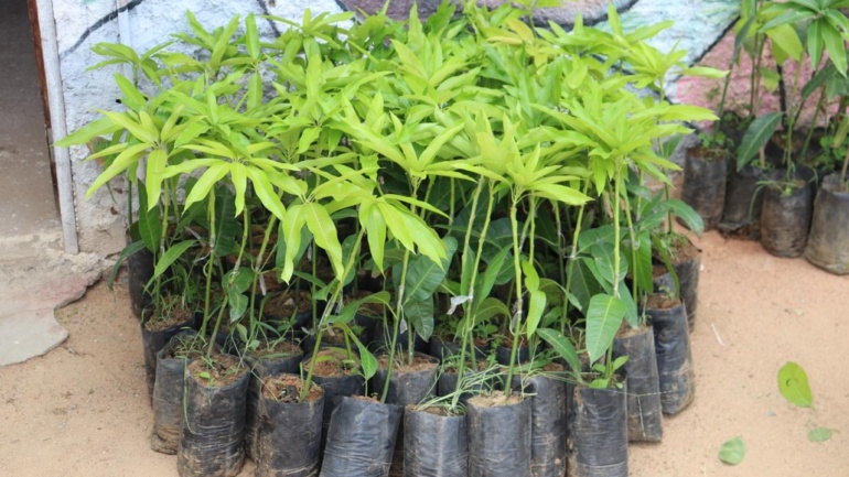 Projeto Vale Sustentável entrega 476 mudas e fortalece quintais produtivos em comunidade quilombola de Ipanguaçu/RN